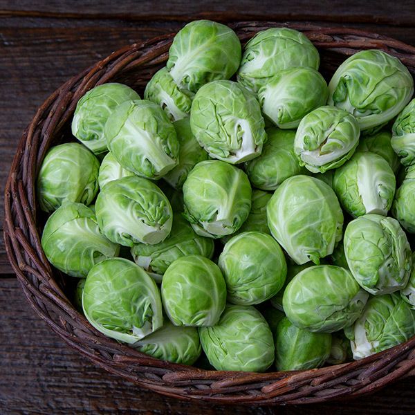 Dagan – Organic Brussels Sprout Seed