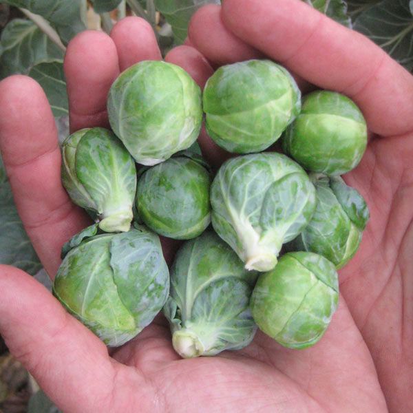 Dagan – Organic Brussels Sprout Seed