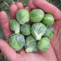 Dagan – Organic Brussels Sprout Seed