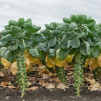 Dagan – Brussels Sprout Seed