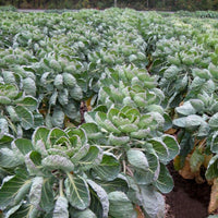 Dagan – Brussels Sprout Seed