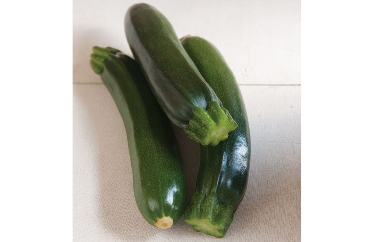 Raven – Zucchini Squash Seed