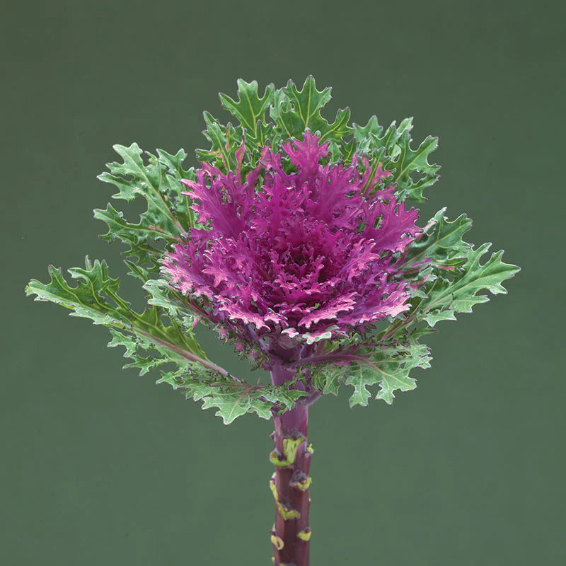 Crane Feather Queen Red – Kale Seed