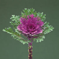 Crane Feather Queen Red – Kale Seed