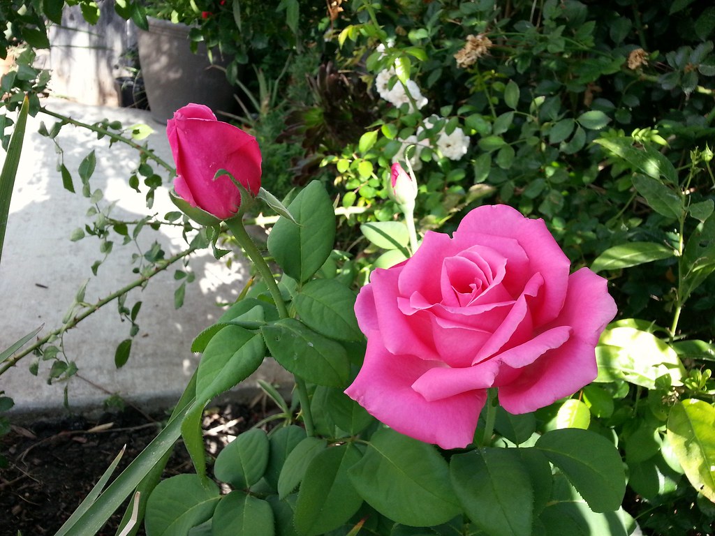Perfume Delight Hybrid Tea Rose