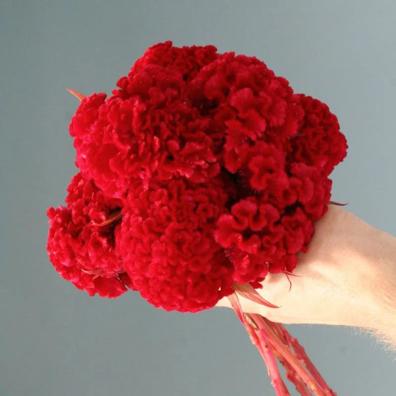 Red Flame – Organic Celosia Seed