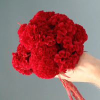 Red Flame – Organic Celosia Seed