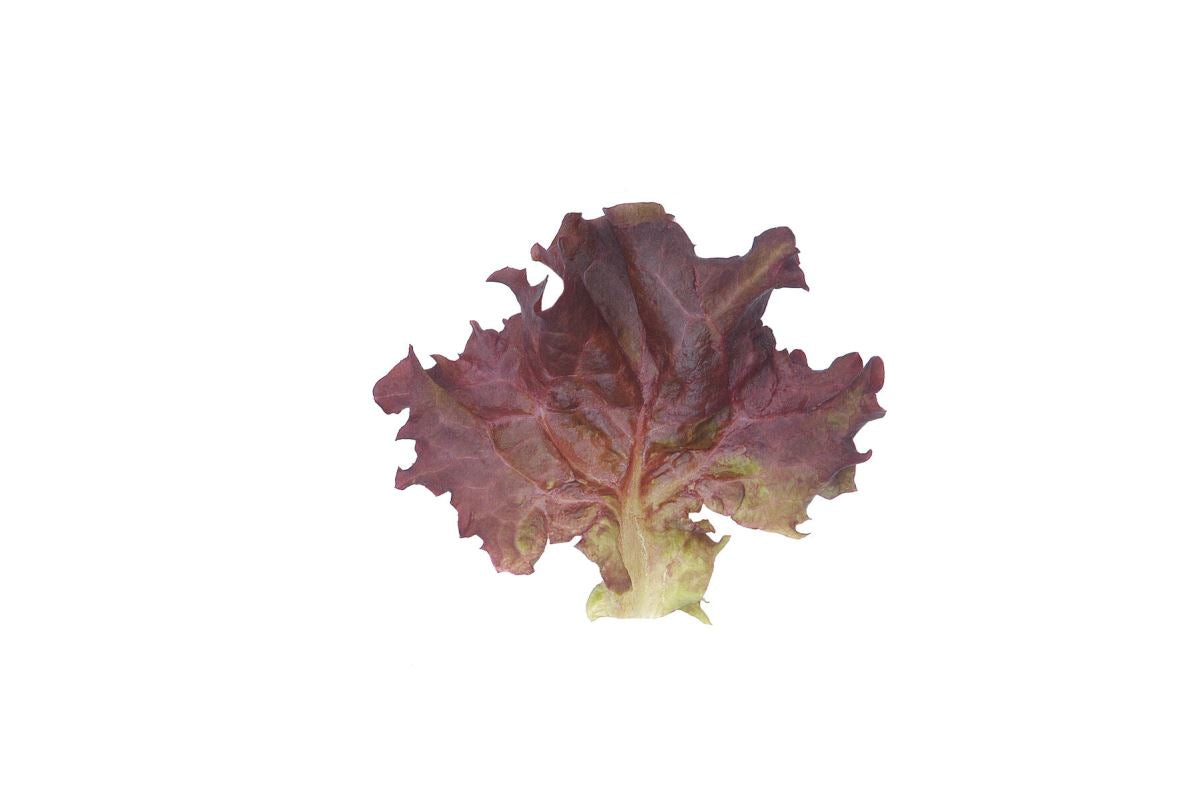 Dark Red Lollo Rossa – Lettuce Seed