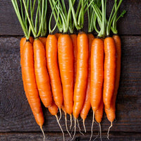Narvik – Carrot Seed