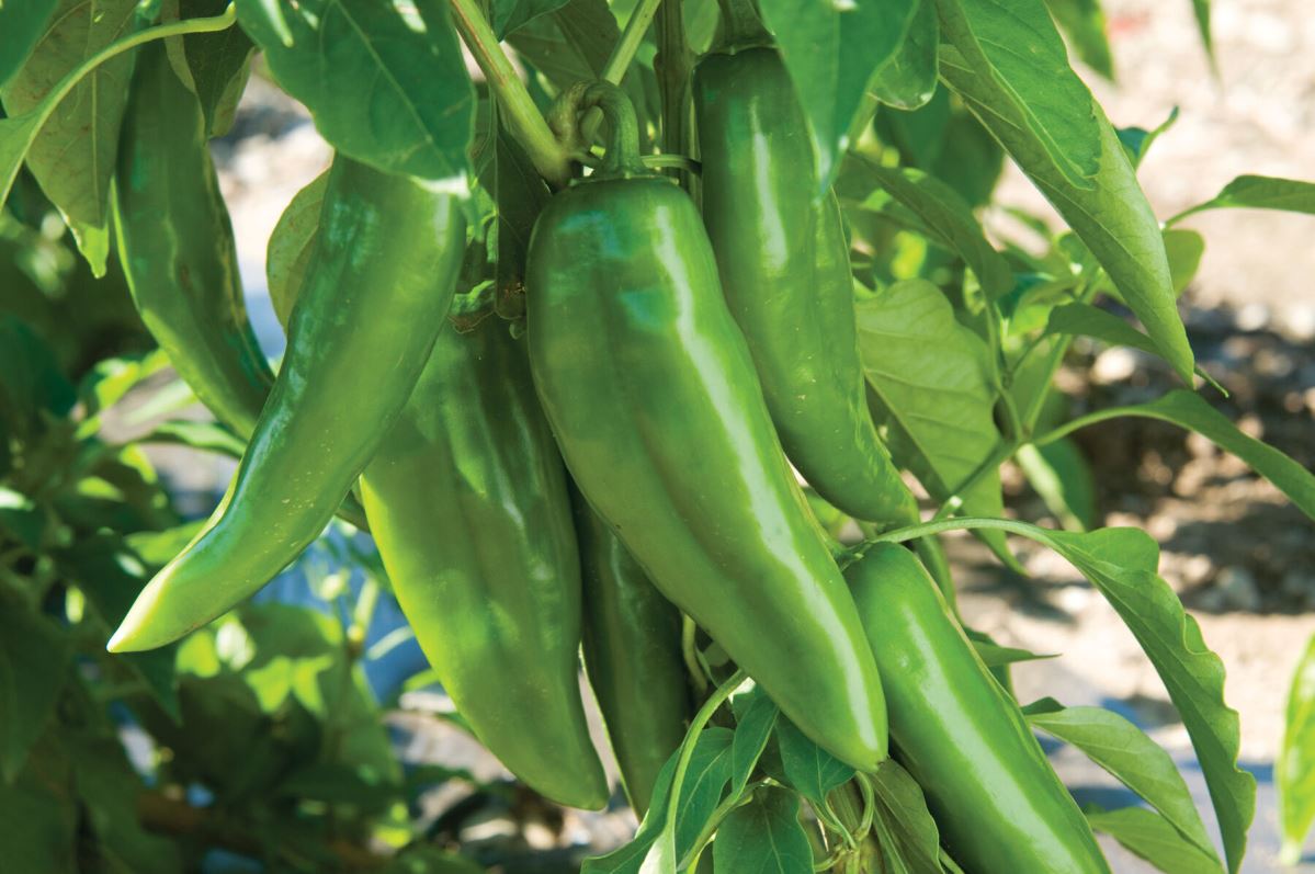 Numex Joe E Parker – Organic Anaheim Pepper Seed
