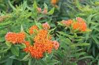 Pleurisy Root – Asclepias Seed