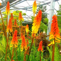 Red Hot Poker Mixture