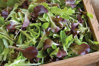 Encore Lettuce Mix – Organic Vegetable Seed