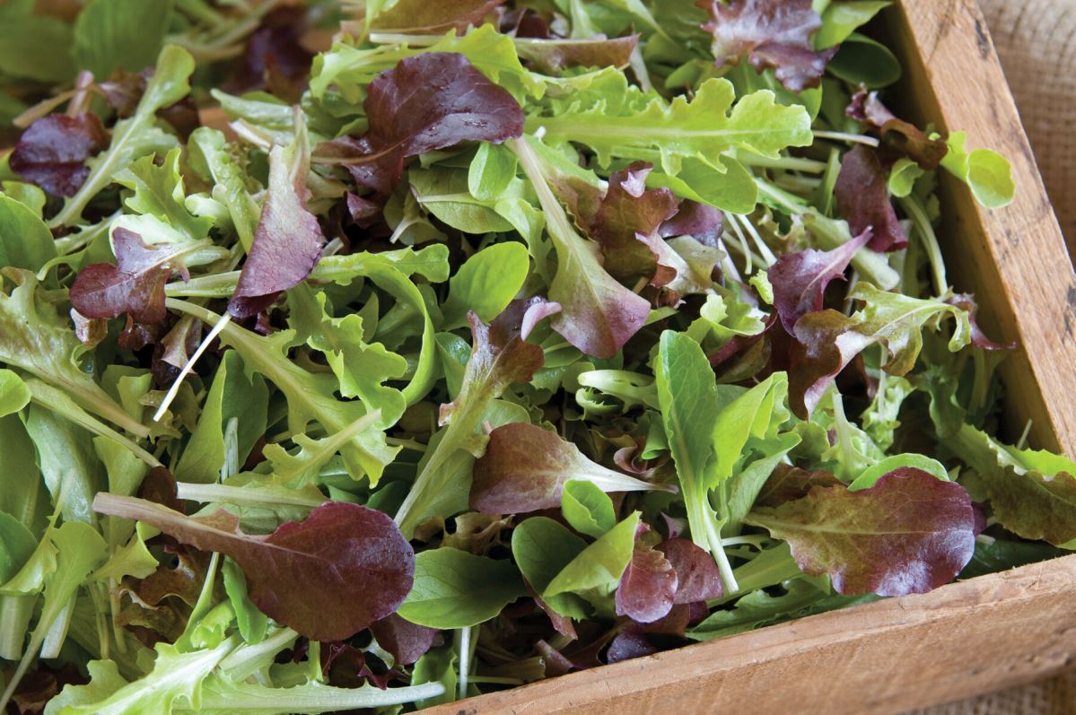 Encore Lettuce Mix – Organic Vegetable Seed