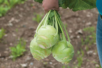 Kossak – Kohlrabi Seed