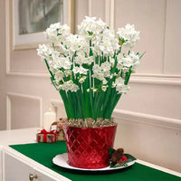 Fragrant Paperwhites Seeds