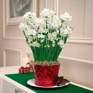 Fragrant Paperwhites Seeds