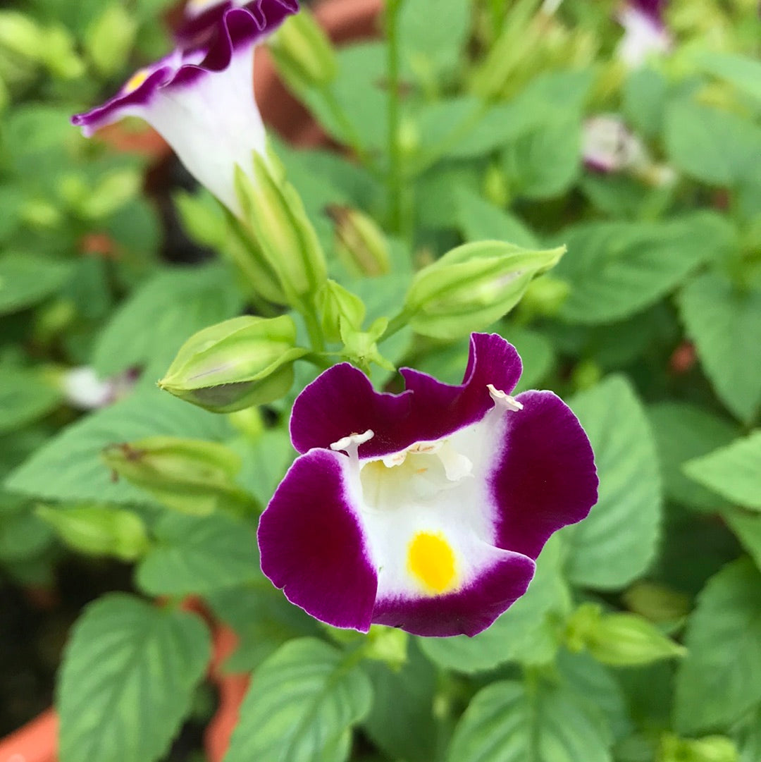 Torenia (Torenia scientific name) for planting in garden