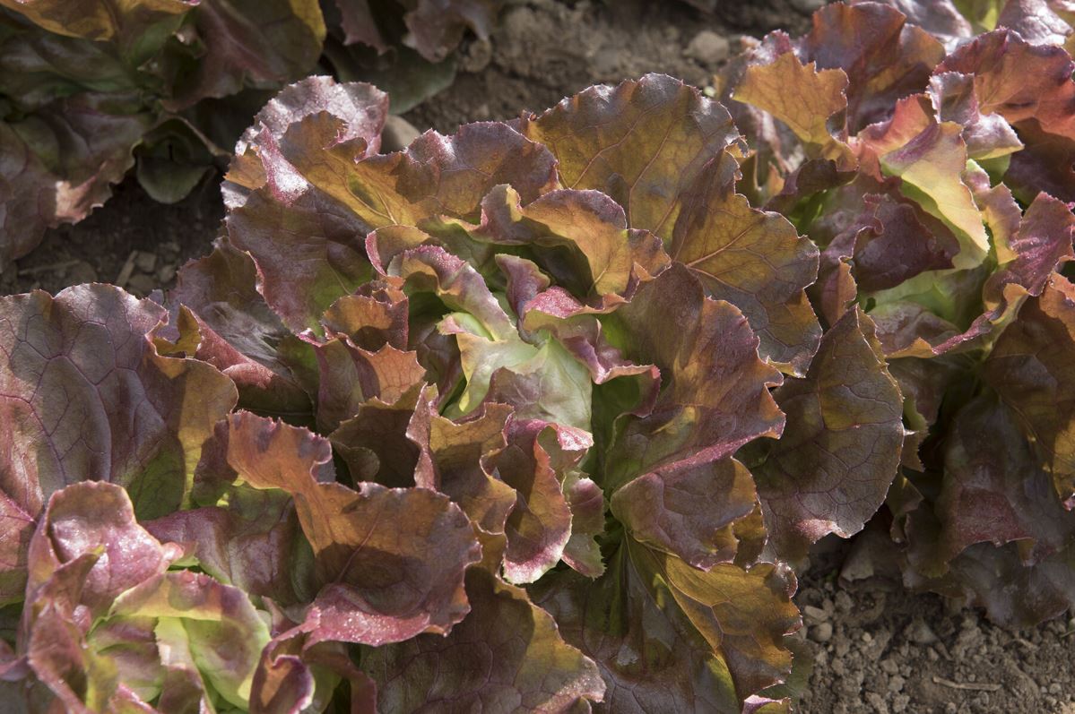 Skyphos – Lettuce Seed