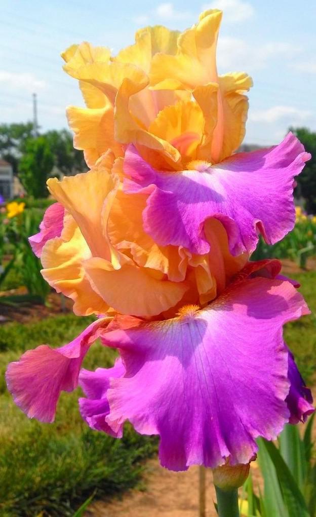 Megabucks Bearded Iris
