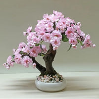 Cherry Tree Japanese New Blossoms Sakura Seeds