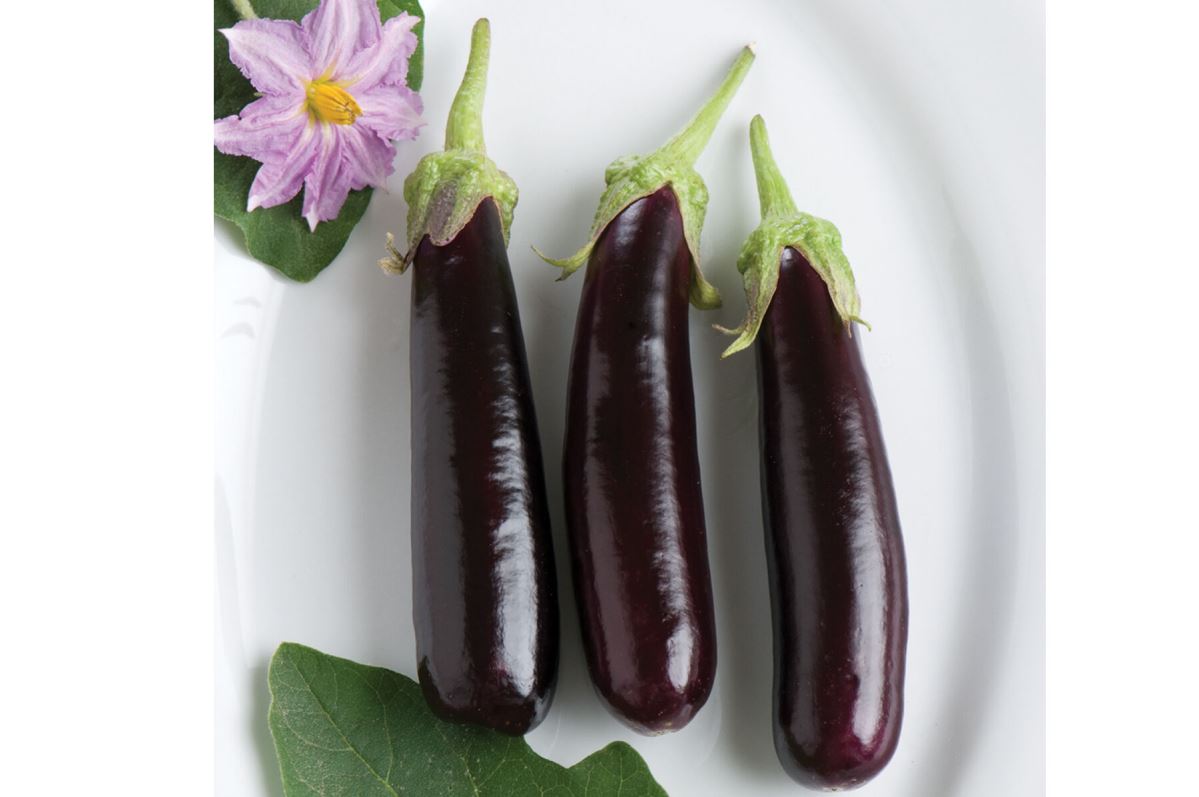 Hansel – Eggplant Seed