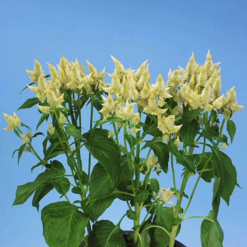 Celway? White – Celosia Seed