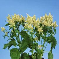 Celway? White – Celosia Seed