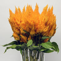 Sunday Gold – Celosia Seed