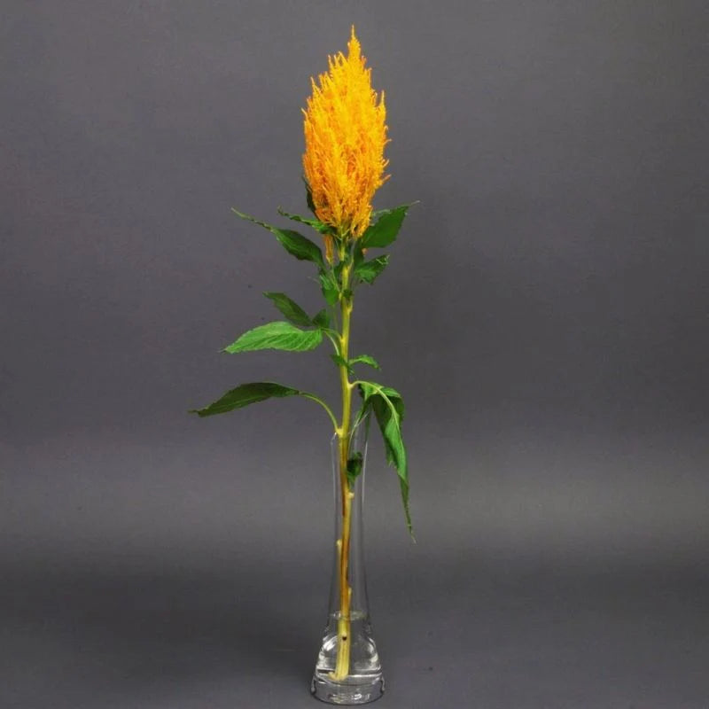 Sunday Gold – Celosia Seed