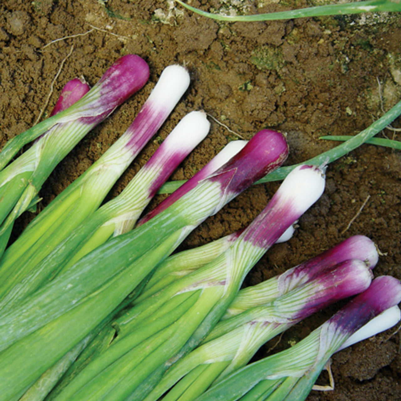 Deep Purple – Organic Onion Seed