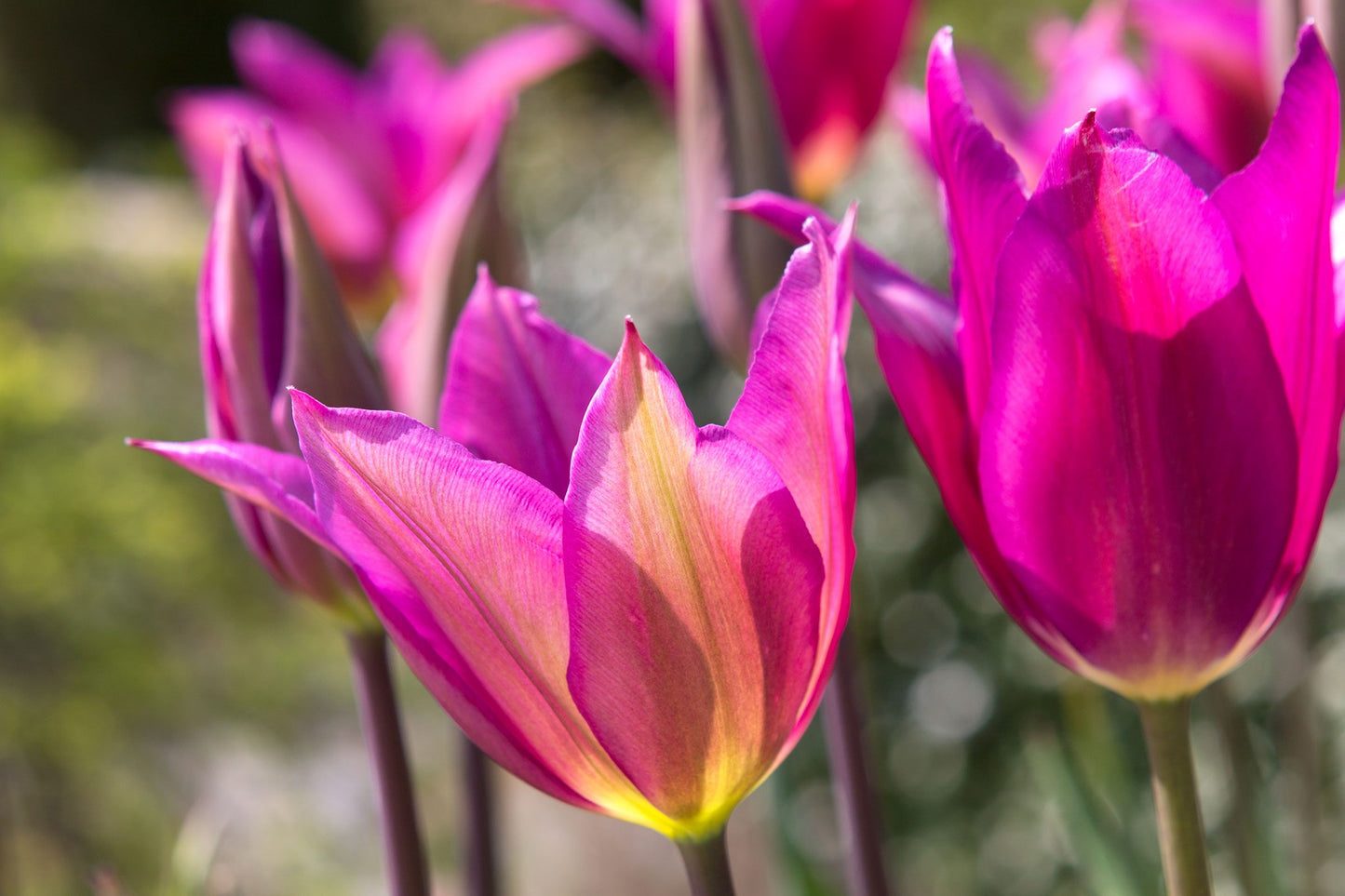 Purple Dream Tulip Seeds
