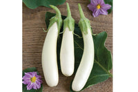 Gretel – Eggplant Seed