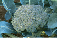 Gypsy – Broccoli Seed