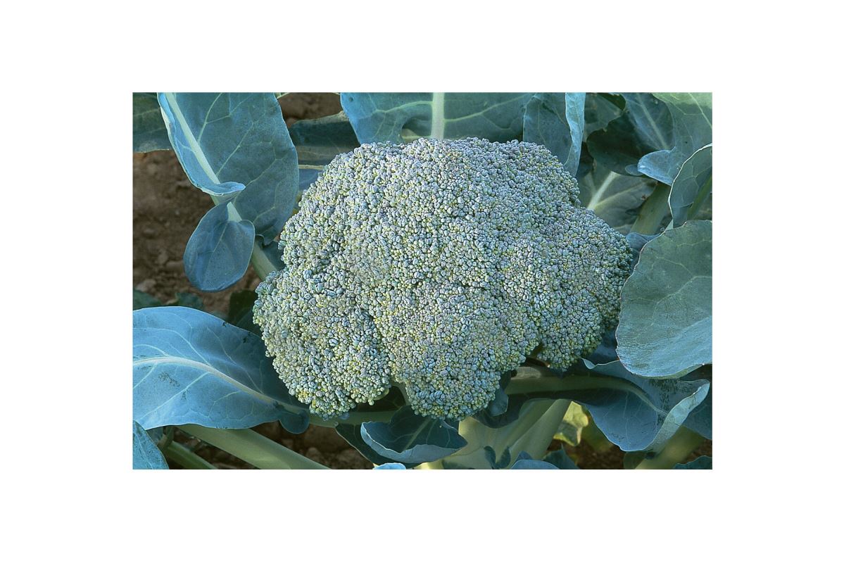 Gypsy – Broccoli Seed