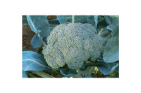 Gypsy – Broccoli Seed