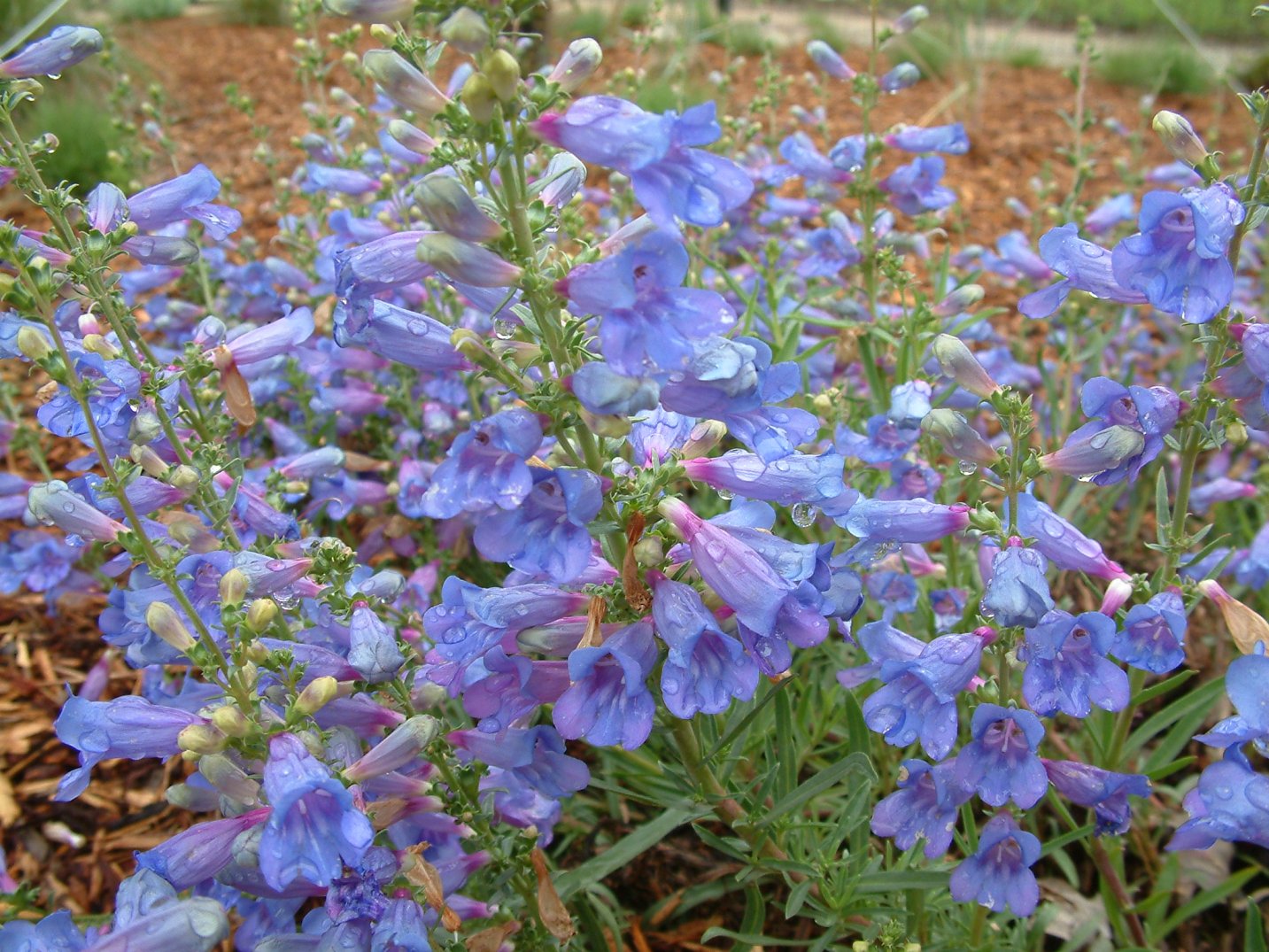 Penstemon Heterophyllus Flower Seeds for Planting - 100 - Heterophyllus for planting in home garden