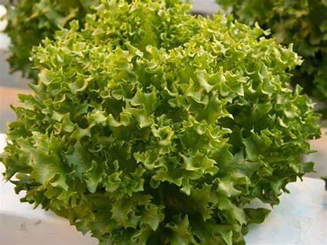Cristabel – Pelleted Lettuce Seed