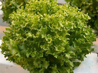 Cristabel – Pelleted Lettuce Seed
