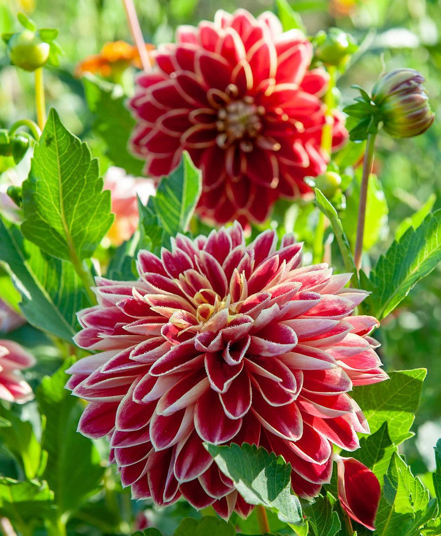 Dutch Carnival Dahlia
