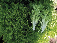Ezpark – Organic Pelleted Lettuce Seed