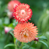 King Size Raspberry Rose – Strawflower Seed