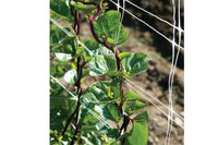 Red Malabar Spinach – Specialty Green Seed