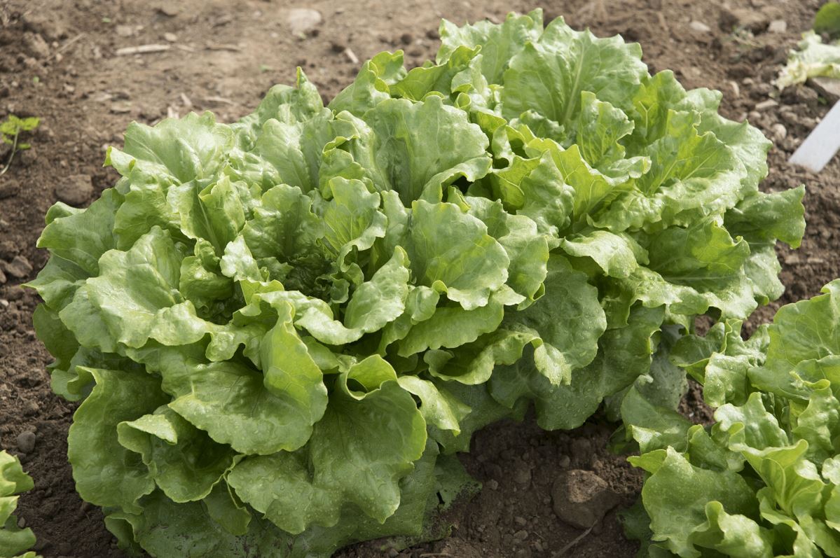 Concept – Organic Lettuce Seed