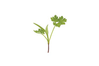 Chervil – Microgreen Seed