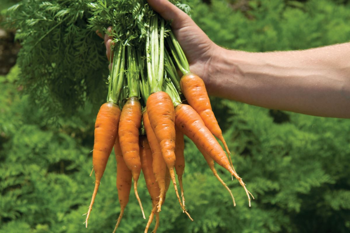 Caracas – Carrot Seed
