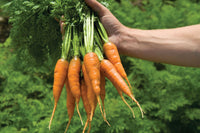 Caracas – Carrot Seed
