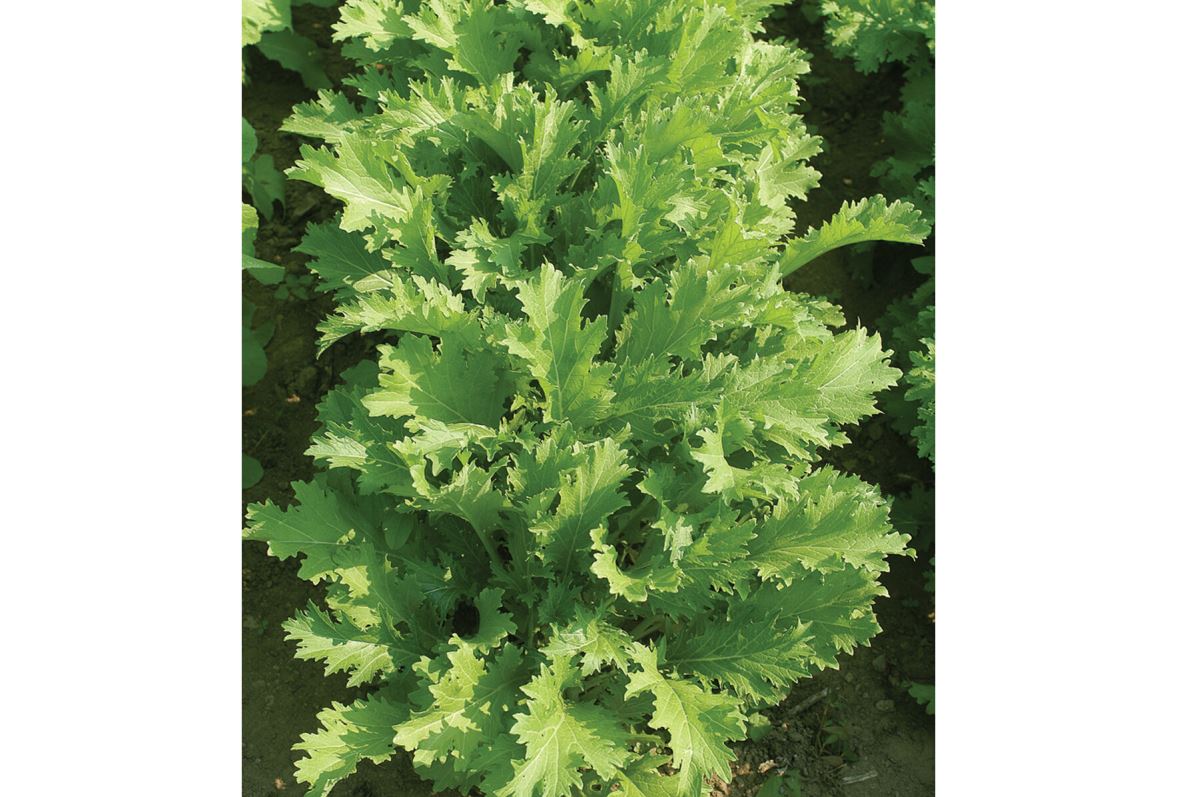 Suehlihung No. 2 – Mustard Green Seed