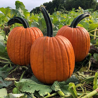 Cronus – Pumpkin Seed