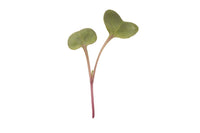Radish, Hong Vit – Microgreen Seed